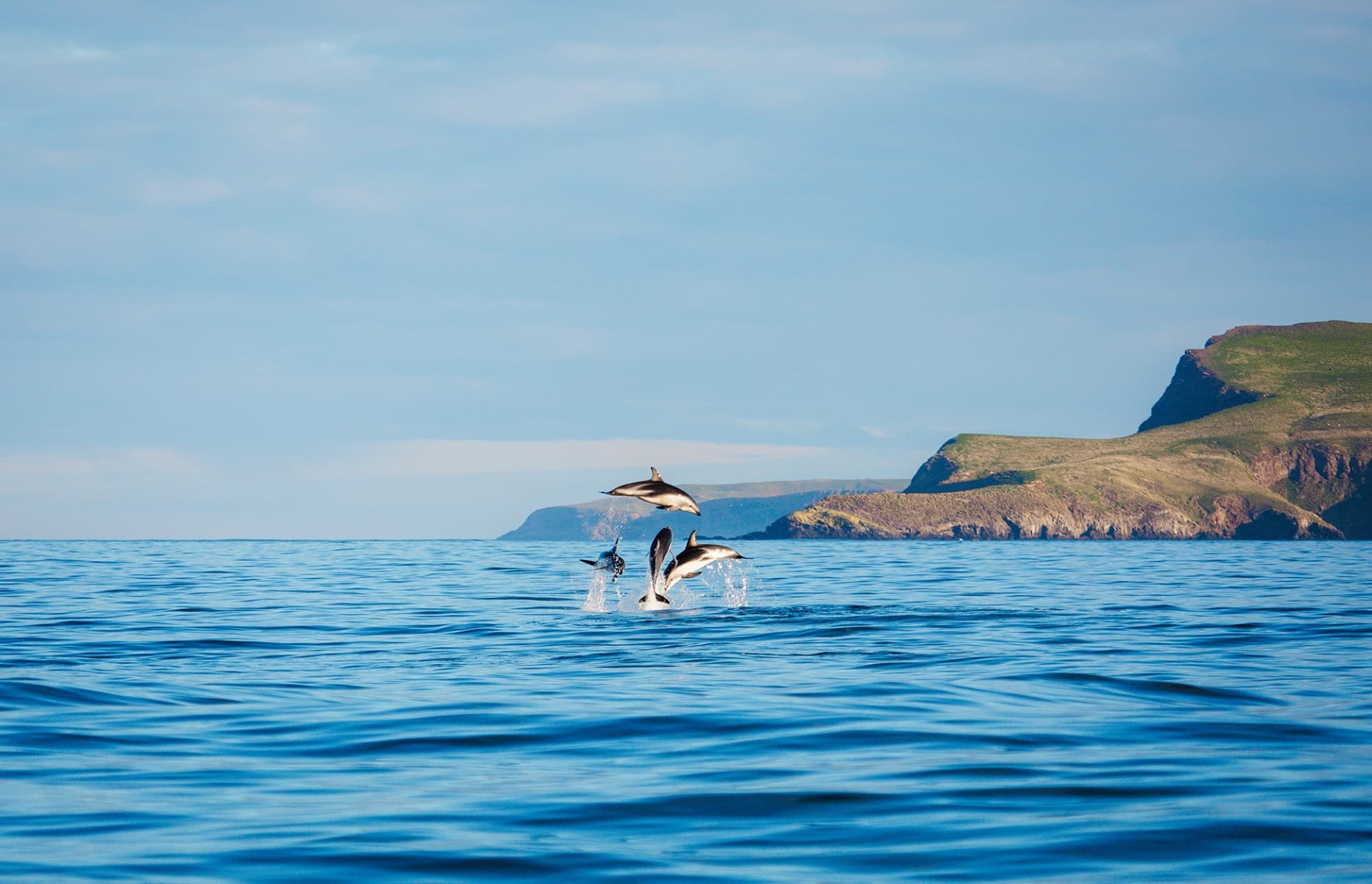 Monarch Wildlife Cruise and Peninsula Encounter Tour - image 10