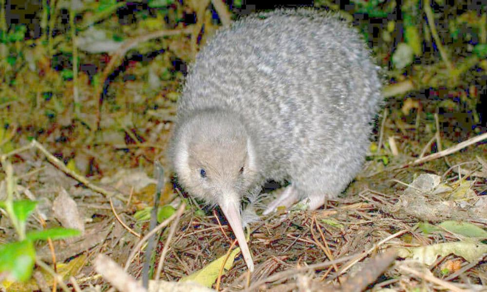 Zealandia Night Tour - image 4